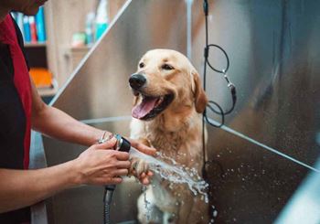 The station at malcolm yards pet spa